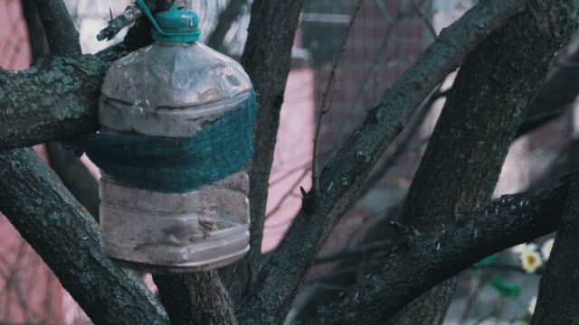 Homemade Birdhouse from a Plastic Bottle with a Sparrow Inside on a Tree in Spring