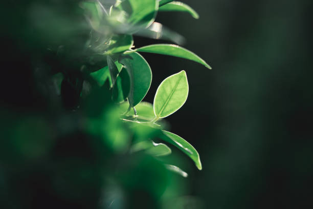 istock Closeup nature view of dark green leaf 1213707357