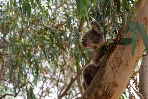 istock Koala, Phascolarctos cinereus, awake on a tree branch of Eucalyptus tree, Kennett River, Victoria, Australia 1213707921
