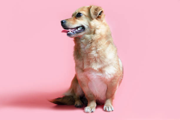 istock joyful smiling mongrel red dog on a pink colour background 1213709526