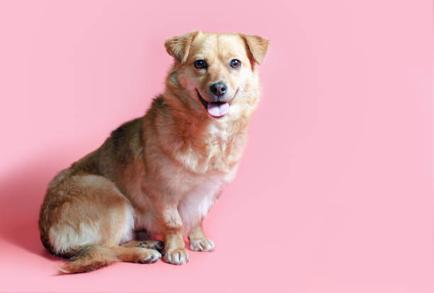 istock joyful smiling mongrel red dog on a pink colour background 1213709535