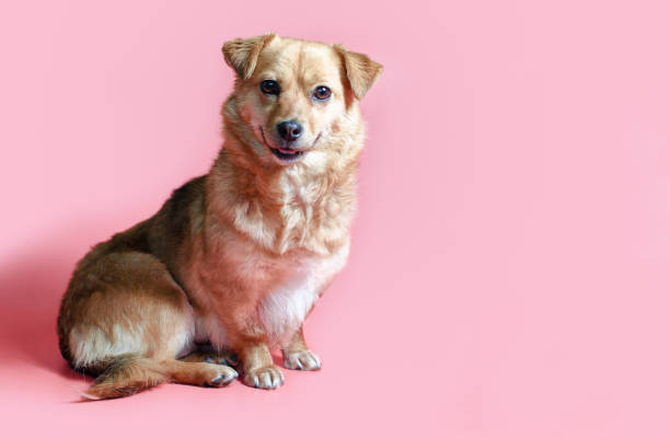 istock joyful smiling mongrel red dog on a pink colour background 1213709546