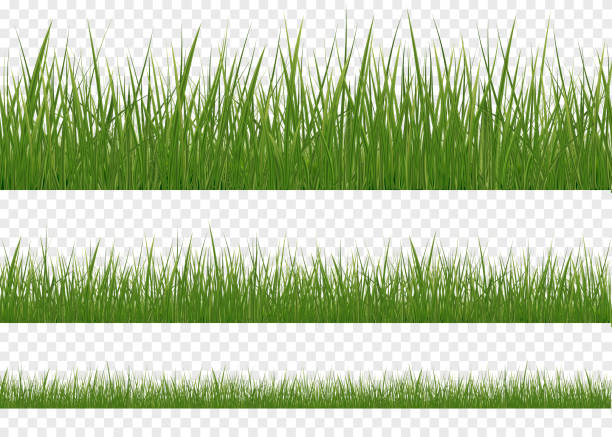 web Realistic Grass Borders, Vector Illustration. Set of realistic vector elements of nature for design illustrations. blur background stock illustrations