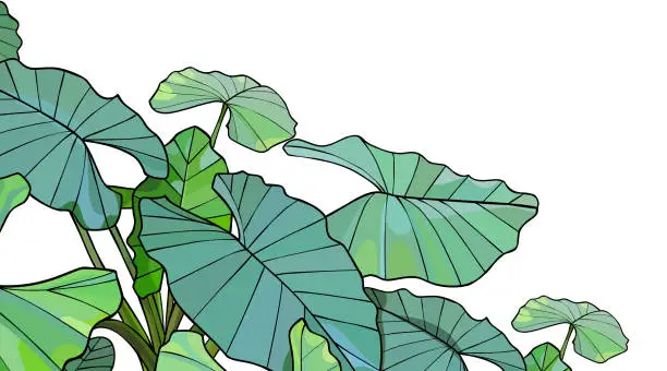Vector illustration of Green tropical plant alocasia with large leaves on a white background