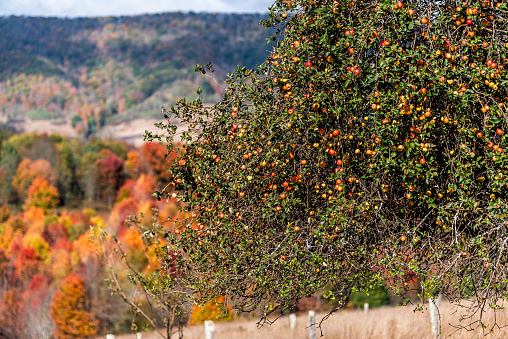 Autumn maple trees in background with closeup of large apple orchard with many red fruit hanging at farm landscape in Blue Grass, Highland County, Virginia