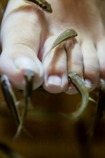 Fish pedicure In Chiang Mai, Thailand