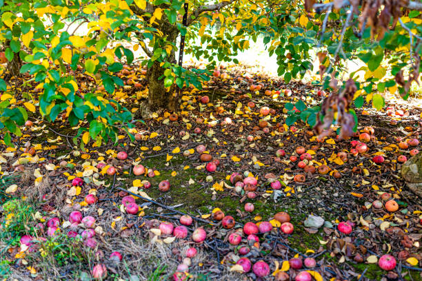 istock Apple orchard with view under tree and fallen rotting fruit on garden ground in autumn fall farm countryside in Virginia picking 1213711117