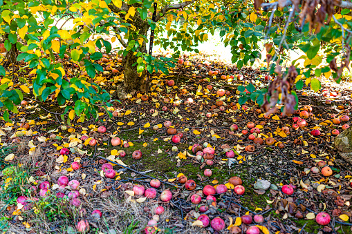 Apple orchard with view under tree and fallen rotting fruit on garden ground in autumn fall farm countryside in Virginia picking