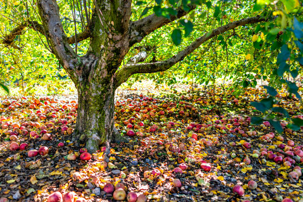 Apple orchard and many fallen rotting fruit under tree on garden ground in autumn fall farm countryside in Virginia picking
