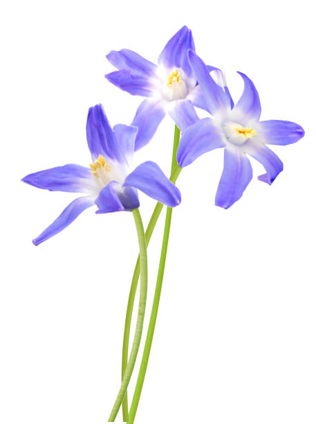 istock Holding blue scilla spring flowers on white 1213712268