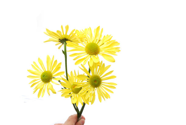 Yellow chrysanthemum flowers isolated on white background