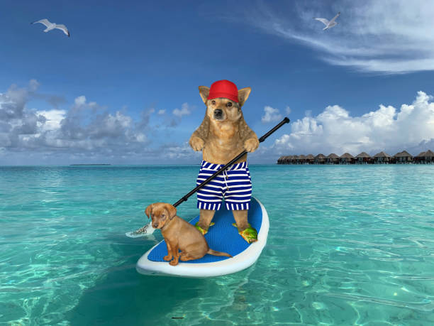 istock Dog on stand up paddle board 2 1213713351