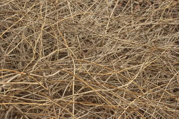 dry reeds grass