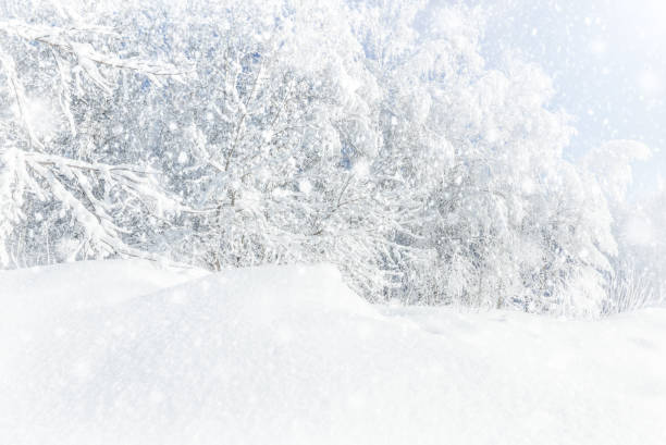istock Winter background with heavy snow. Birch forest. 1213714143