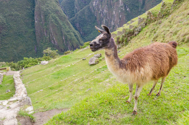 Lama in Machu Picchu Peru stock photo
