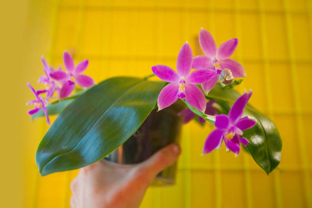 istock Beautiful rare orchid in pot on yellow background 1213714800