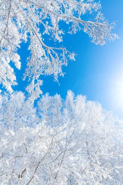 istock Birch trees on a frosty bright day. Winter sunny landscape. 1213716600
