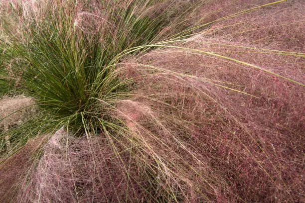 Muhly Grass heavy with blooms.