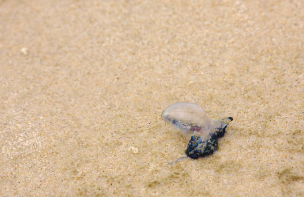 istock Stinging Blue Bottle on the Beach 121371669