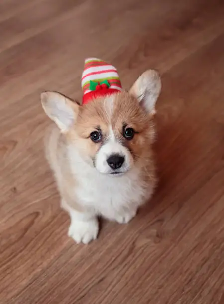 portrait cute a red dog Corgi puppy sits on the floor in a fun hat and looks up