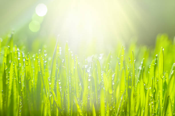 Green grass with morning dew. Fresh green leaves grass  with dew drops, close up