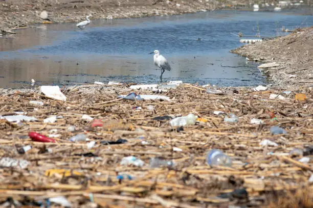 Photo of A heron standing in the water of a polluted channel