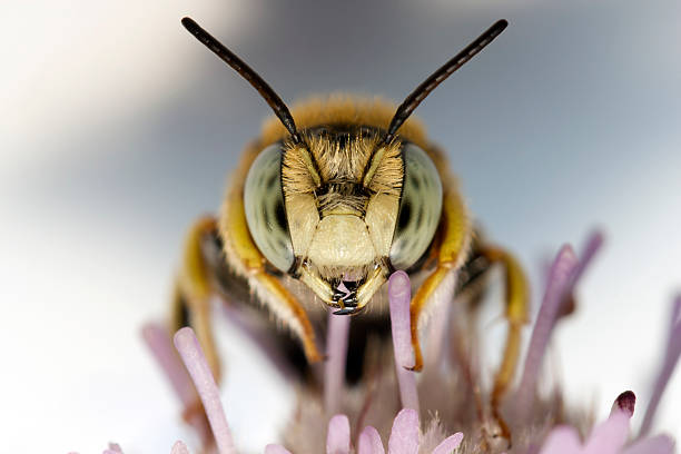 Retrato de un poco de abeja - foto de stock