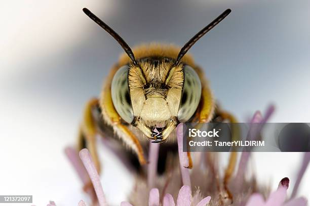 Portrait Of A Little Bee — стоковые фотографии и другие картинки Пчела - Пчела, Крупный план, Жало