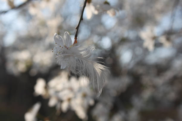 Tender white feather on a white wild cherry flower, close-up, on a blurry background of branches. Abstract jentle spring background. Like just an angel dropped his feather on a flower.