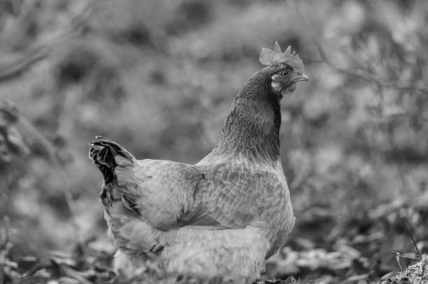 istock a chicken  runs along a road in northern germany 1213722564