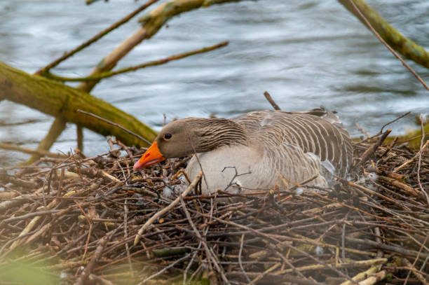 istock A greylag  goose sits on its nest and protects the eggs 1213722938