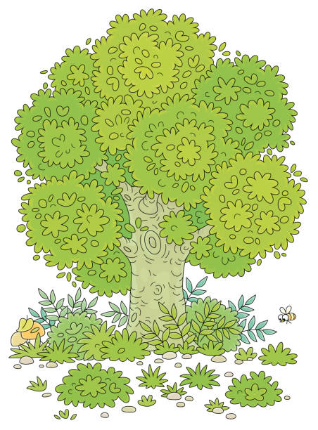 illustrations, cliparts, dessins animés et icônes de grand arbre vert sur une jolie clairière de forêt - glade forest oak tree tree