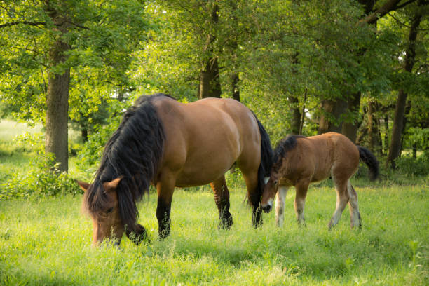 istock Horses grazing in the meadow 1213726843