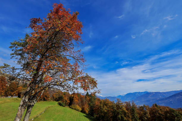 istock The Autumn view oh Monte Baldo 1213727261