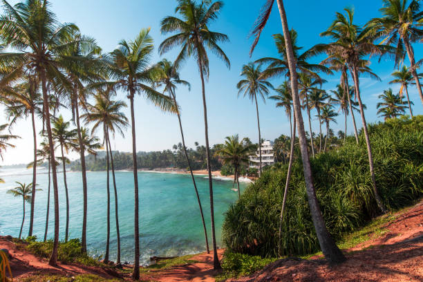 istock Coconut tree hill in Mirissa Sri Lanka 1213727320