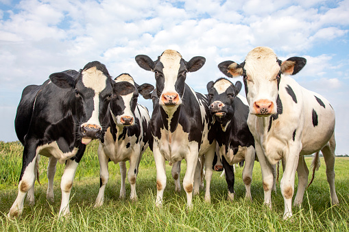 Grupo de vacas reunidas en un campo, felices y alegres y un cielo nublado azul. photo