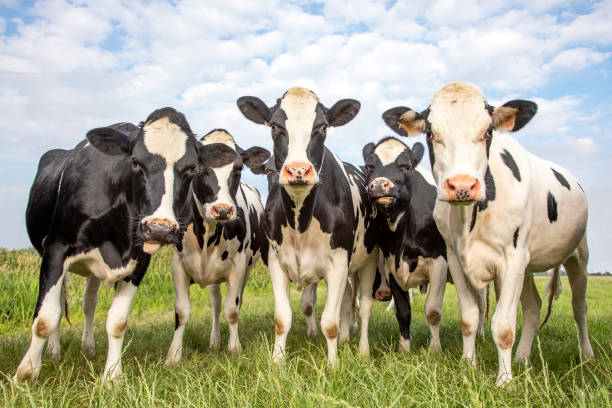 grupo de vacas reunidas en un campo, felices y alegres y un cielo nublado azul. - granja fotos fotografías e imágenes de stock