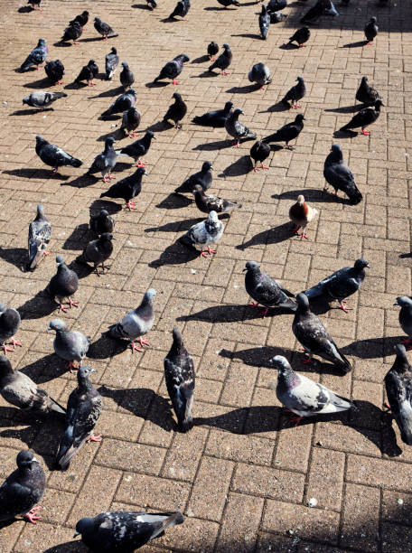 istock Pigeons riunite! 1213727378
