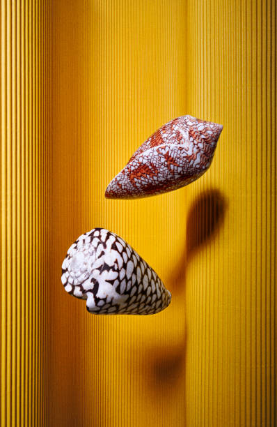 istock Sea shell mid air on colorful paper background 1213727402