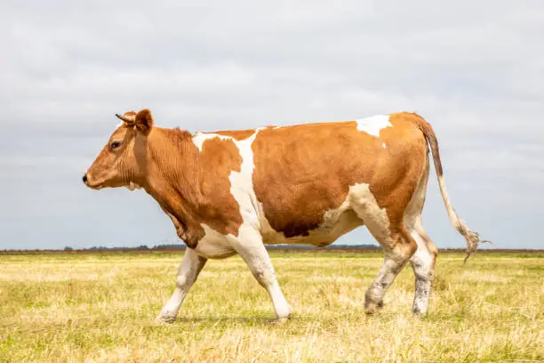 Photo of Brown and white agitated cow walks by, across a yellow dry field, as background the horizon