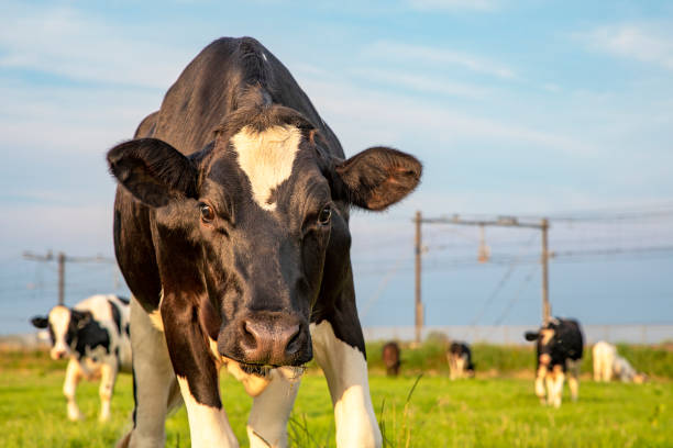 istock Black and white cow approaching comeing towards and looking at the camera 1213727466