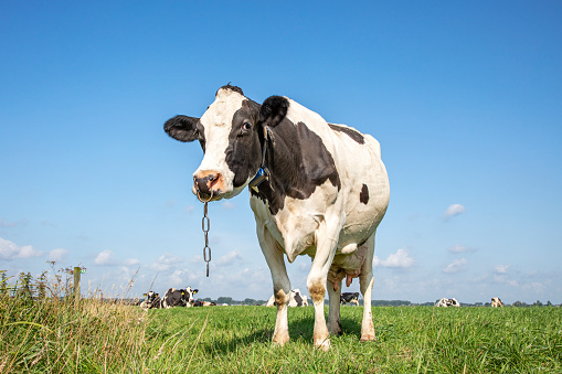 Cow with chain, calf weaning ring, in a field with a blue sky with some clouds.