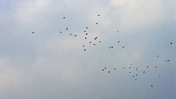 Flock of tropical migratory birds flying in the sky in a messy formation. Animal migration. Abstract natural pattern background. Silhouette. Photography in evening time sunset sunlight.