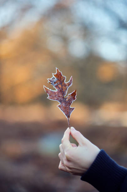 istock Hand holding frozen leaf 1213727522