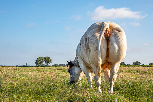 Bum of a meat beef cow with pink teat is grazing in a green pasture and aa faraway horizon