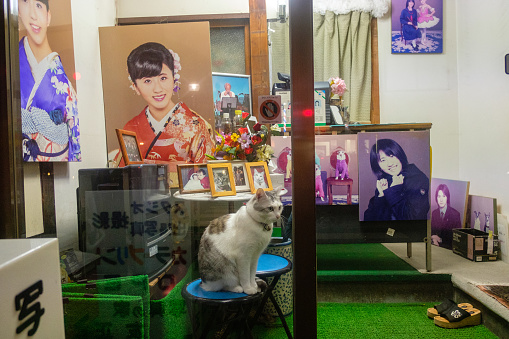 Tokyo, Japan - October 25, 2018: A domestic cat sits on a stool surrounded by colorful local Japanese photoshoot prints in Tokyo’s Mejiro district.