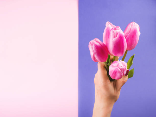 istock Female hand with tulips on pink and purple 1213730516