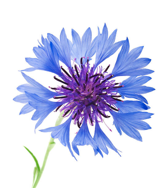 istock blossoms of cornflower 121373063