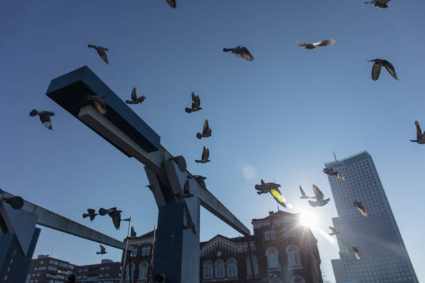istock Cityscape of Rotterdam 1213733840