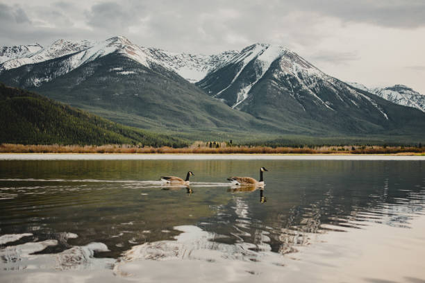 istock Canadian Geese at a Lake 1213734308